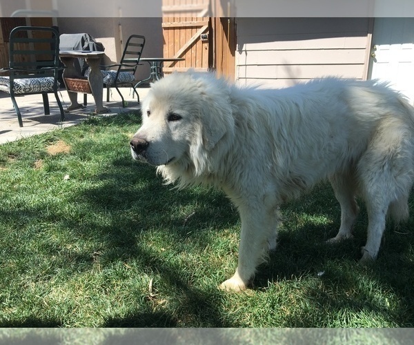 Medium Photo #1 Great Pyrenees Puppy For Sale in LOMA, CO, USA