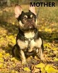 Small Photo #1 French Bulldog Puppy For Sale in HUNTINGTN BCH, CA, USA