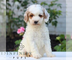 Goldendoodle (Miniature) Puppy for sale in LITITZ, PA, USA