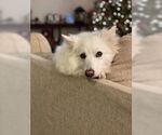 Small #2 American Eskimo Dog