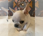 Small #7 French Bulldog