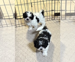 Shih-Poo Puppy for sale in GLOUCESTER, VA, USA