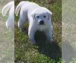 Small Photo #4 Labrador Retriever Puppy For Sale in WASHTA, IA, USA