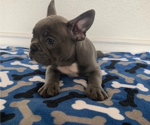 French Bulldog Puppy for sale in EASTVALE, CA, USA