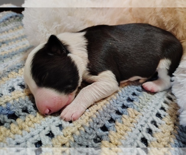 Medium Photo #51 Border Collie Puppy For Sale in NORBORNE, MO, USA