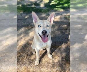 American Pit Bull Terrier-Huskies  Mix Dogs for adoption in Riverside, CA, USA