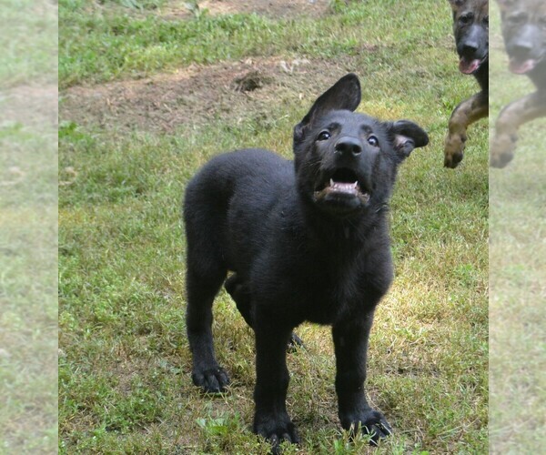 Medium Photo #3 German Shepherd Dog Puppy For Sale in POWDER SPRINGS, GA, USA