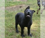 Small #2 German Shepherd Dog