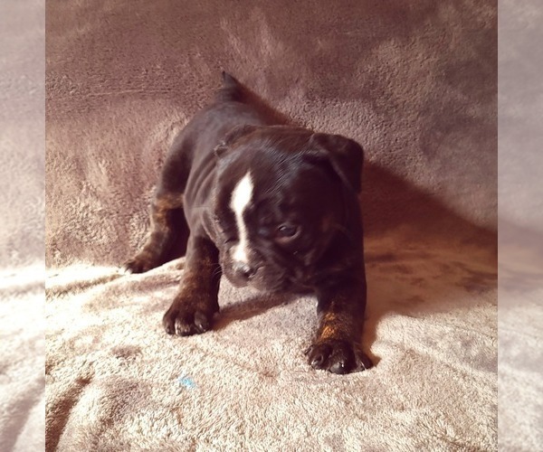 Medium Photo #9 Olde English Bulldogge Puppy For Sale in KANSAS CITY, MO, USA