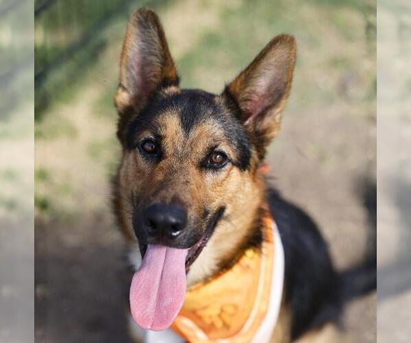 Medium Photo #1 German Shepherd Dog Puppy For Sale in San Antonio, TX, USA