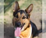 Small German Shepherd Dog
