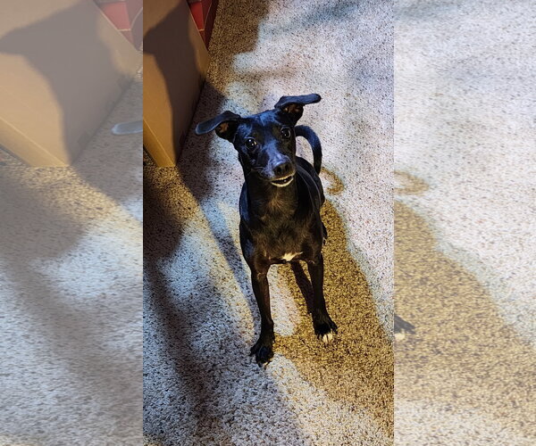 Medium Photo #5 Mutt Puppy For Sale in Erie, MI, USA