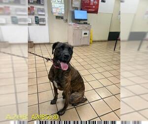 Mutt Dogs for adoption in West Palm Beach, FL, USA