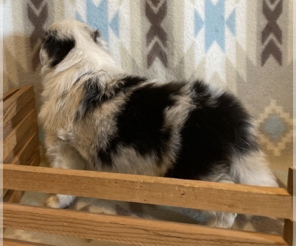 Medium Photo #8 Shetland Sheepdog Puppy For Sale in FORT MORGAN, CO, USA