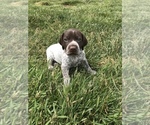 Puppy 3 German Shorthaired Pointer