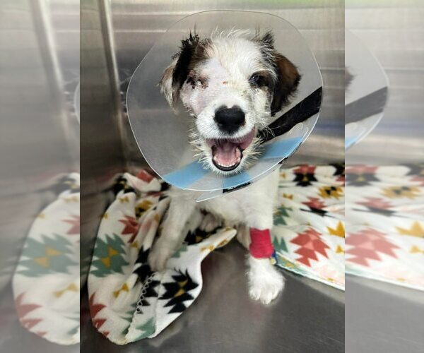 Medium Photo #2 Jack Russell Terrier-Unknown Mix Puppy For Sale in New York, NY, USA