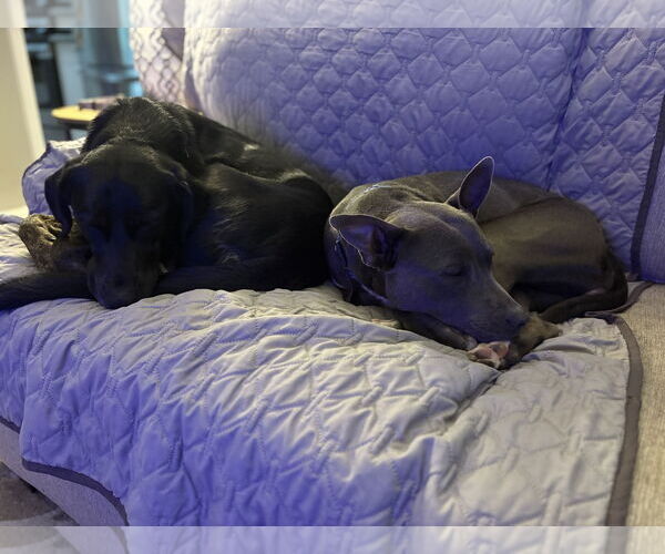 Medium Photo #4 American Pit Bull Terrier-Unknown Mix Puppy For Sale in Spotsylvania, VA, USA