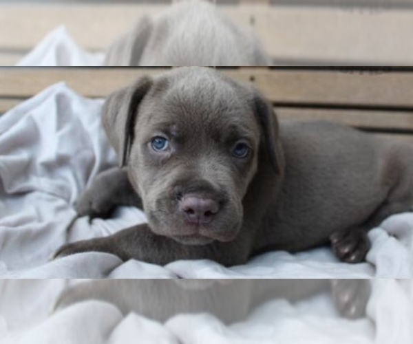 Medium Photo #5 Cane Corso Puppy For Sale in BETHLEHEM, PA, USA