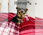 Small Photo #4 Yorkshire Terrier Puppy For Sale in COOKEVILLE, TN, USA