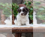 Small Photo #24 Havanese Puppy For Sale in GOSHEN, IN, USA