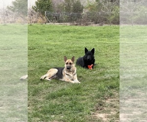 Mother of the German Shepherd Dog puppies born on 04/02/2026