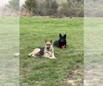 Small Photo #1 German Shepherd Dog Puppy For Sale in FORT WAYNE, IN, USA