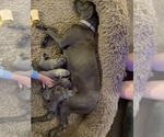 Small Photo #1 Weimaraner Puppy For Sale in EAGLE GROVE, IA, USA