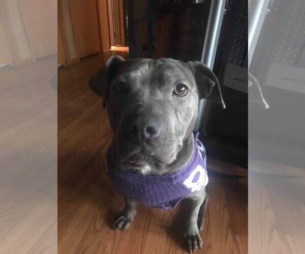 Medium Photo #1 American Pit Bull Terrier-Unknown Mix Puppy For Sale in Blacklick, OH, USA