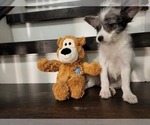 Small Photo #6 Pomsky Puppy For Sale in CHICAGO RIDGE, IL, USA