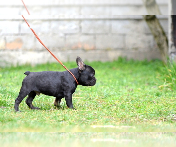 Medium Photo #18 French Bulldog Puppy For Sale in Kiskoros, Bacs-Kiskun, Hungary