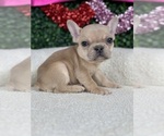 Puppy Harley French Bulldog