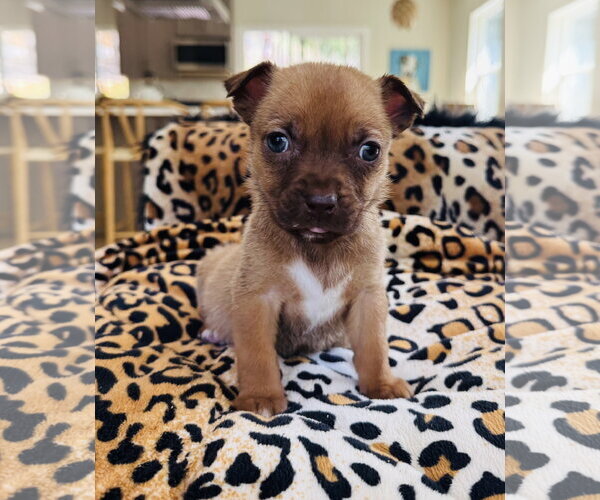 Medium Photo #2 Chihuahua-Unknown Mix Puppy For Sale in Marina Del Rey, CA, USA