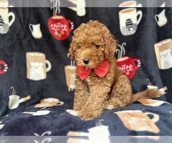 Medium Photo #9 Cavapoo Puppy For Sale in LAKELAND, FL, USA