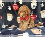 Small #8 Cavapoo