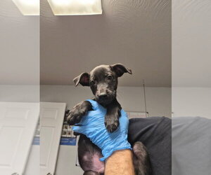 Delta - Male Labrador Retriever-Unknown Mix Dog for Adoption - Photo #2