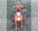 Small Rat Terrier Mix