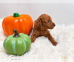 Small Photo #4 Poodle (Toy) Puppy For Sale in RANCHO CUCAMONGA, CA, USA