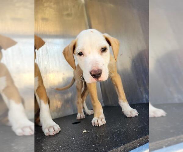 Medium Photo #1 Labrador Retriever Puppy For Sale in San Antonio, TX, USA