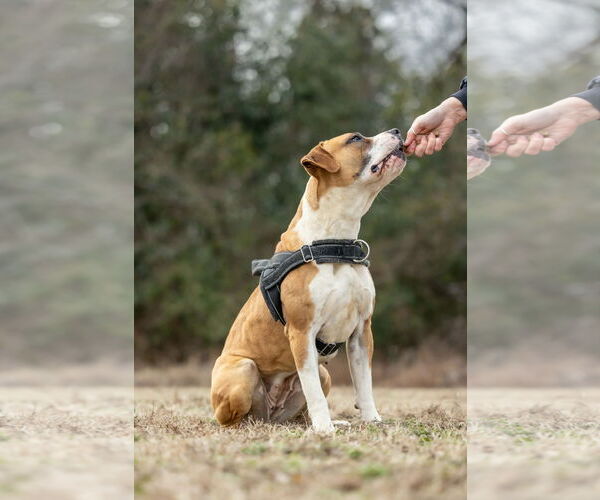 Medium Photo #2 Boxer-Unknown Mix Puppy For Sale in Holly Springs, NC, USA