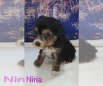Small #3 Australian Shepherd-Poodle (Toy) Mix