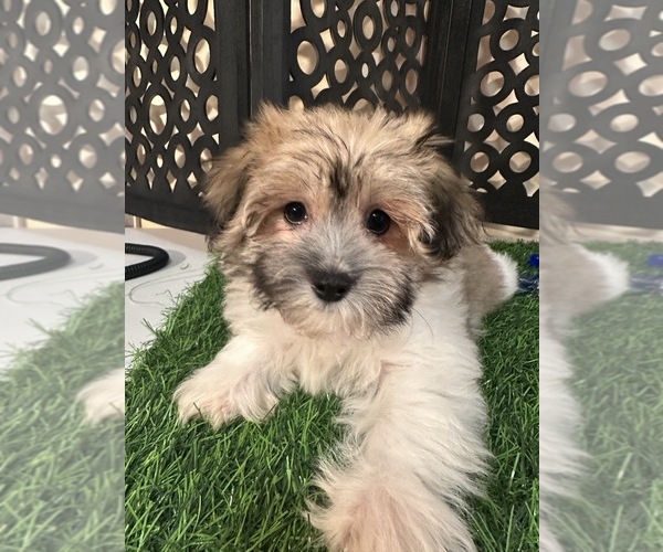 Medium Photo #4 Havanese Puppy For Sale in MOUNT VERNON, OH, USA