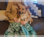 Puppy Peggy Pembroke Welsh Corgi