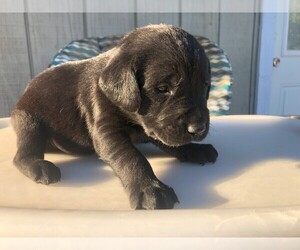 Medium Labrador Retriever