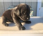 Puppy BM teal Labrador Retriever
