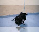 Small American Pit Bull Terrier