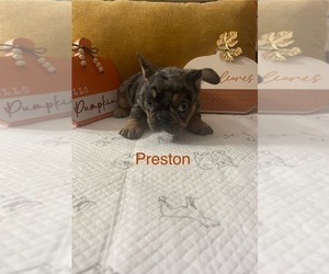French Bulldog Puppy for sale in PHILADELPHIA, PA, USA