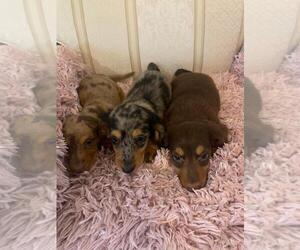 Dachshund Puppy for sale in MIAMI, FL, USA