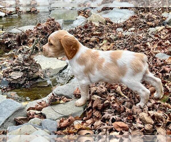 Medium Photo #2 Brittany Puppy For Sale in BERKSHIRE, NY, USA