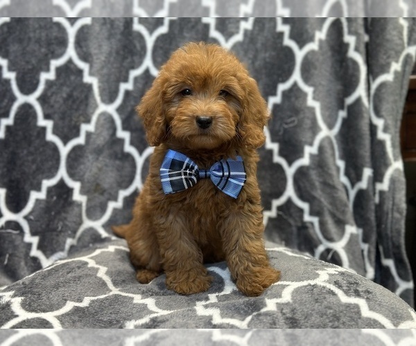 Medium Photo #3 Goldendoodle (Miniature) Puppy For Sale in LAKELAND, FL, USA