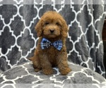Small Photo #3 Goldendoodle (Miniature) Puppy For Sale in LAKELAND, FL, USA